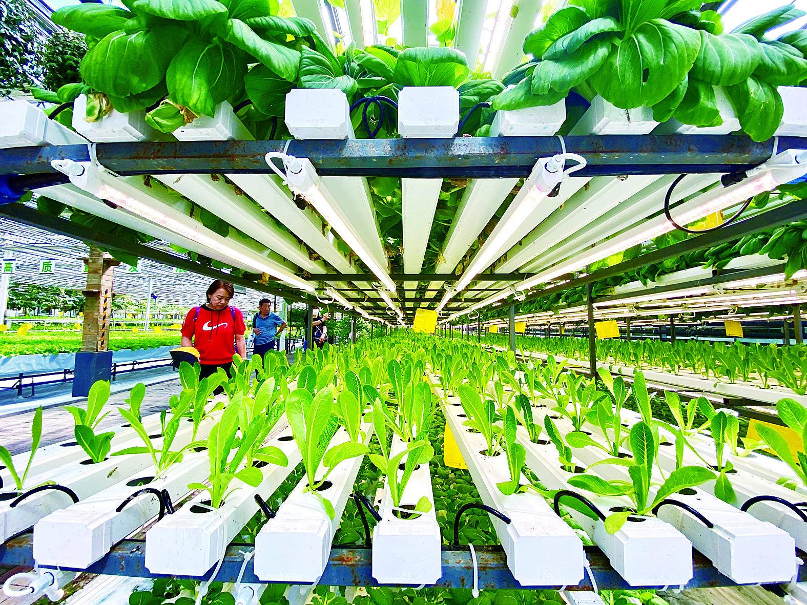 宜昌市苗床植物工厂 - 推荐